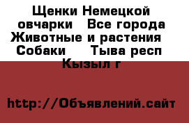 Щенки Немецкой овчарки - Все города Животные и растения » Собаки   . Тыва респ.,Кызыл г.